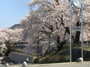 さくらと勝沼駅